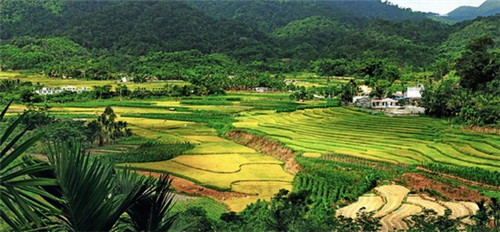 一捧手造饭团